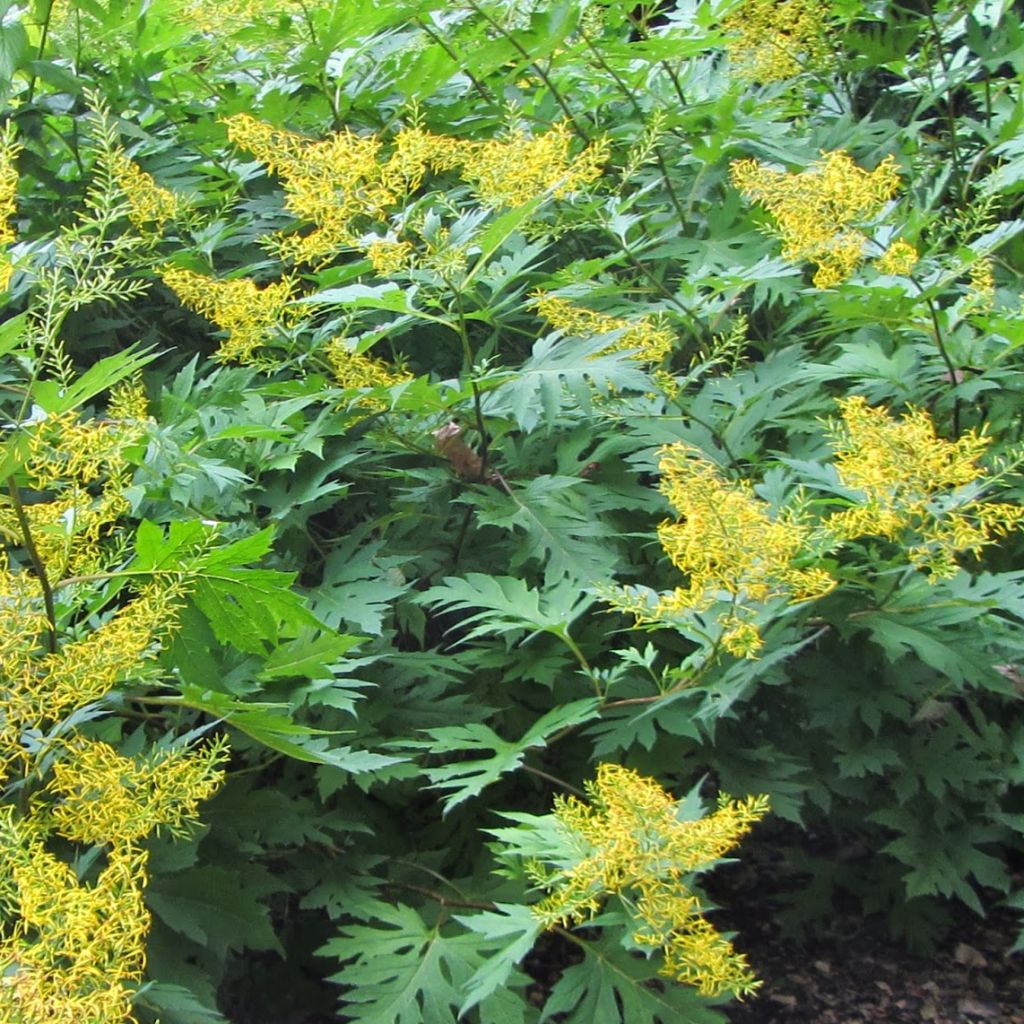 Ligulaire, Ligularia tangutica