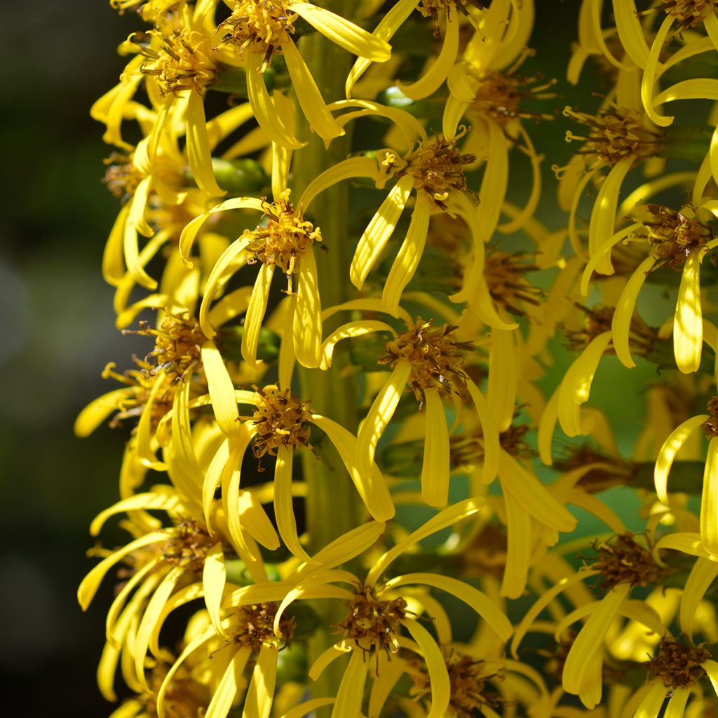 Ligularia wilsoniana