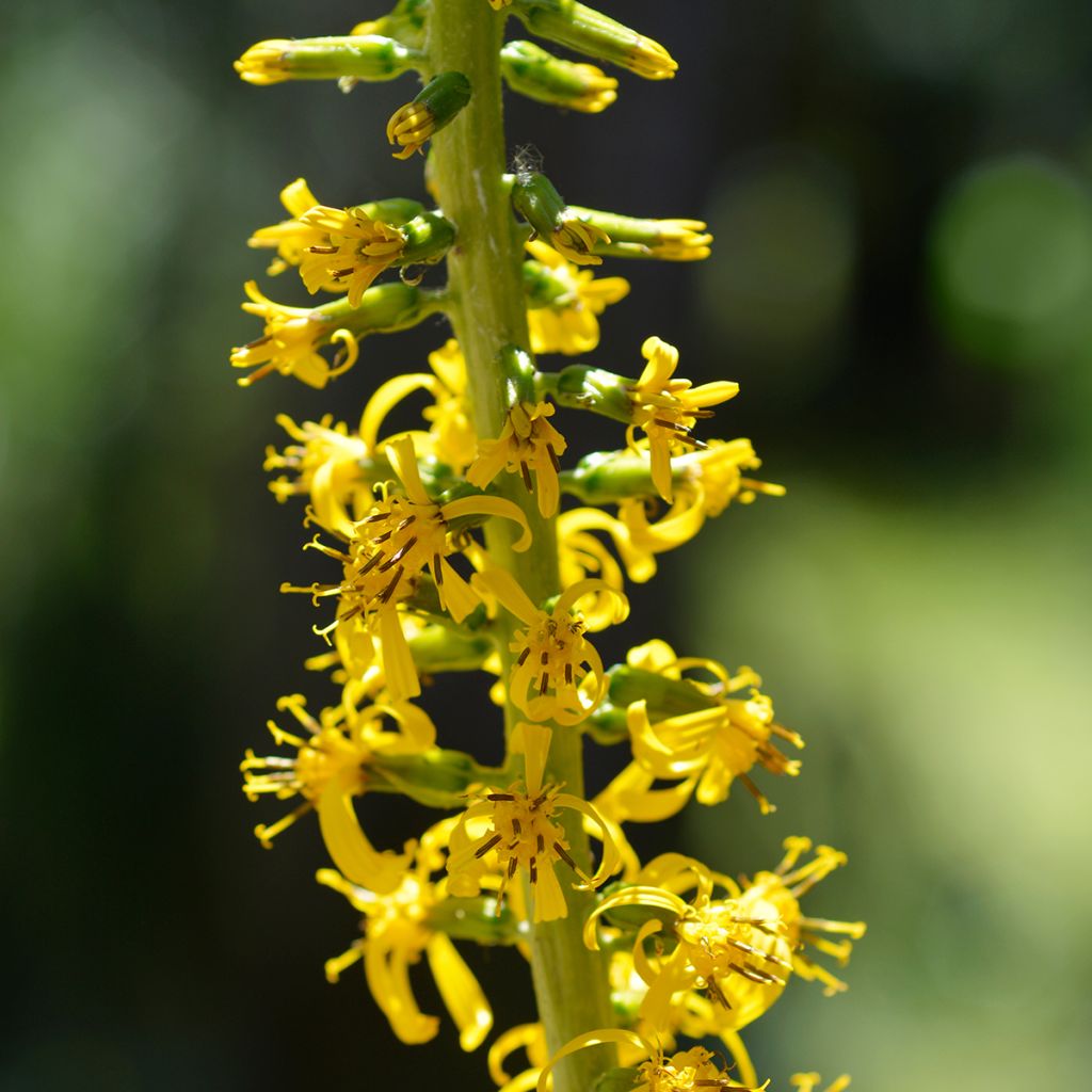 Ligularia wilsoniana