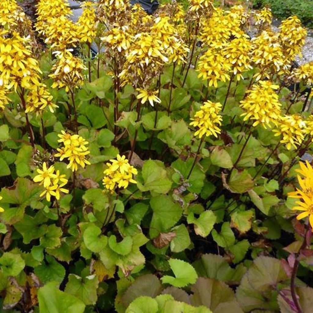 Ligularia hessei Lanternchern