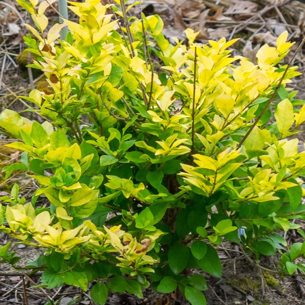 Ligustrum vicaryi - Ligustro