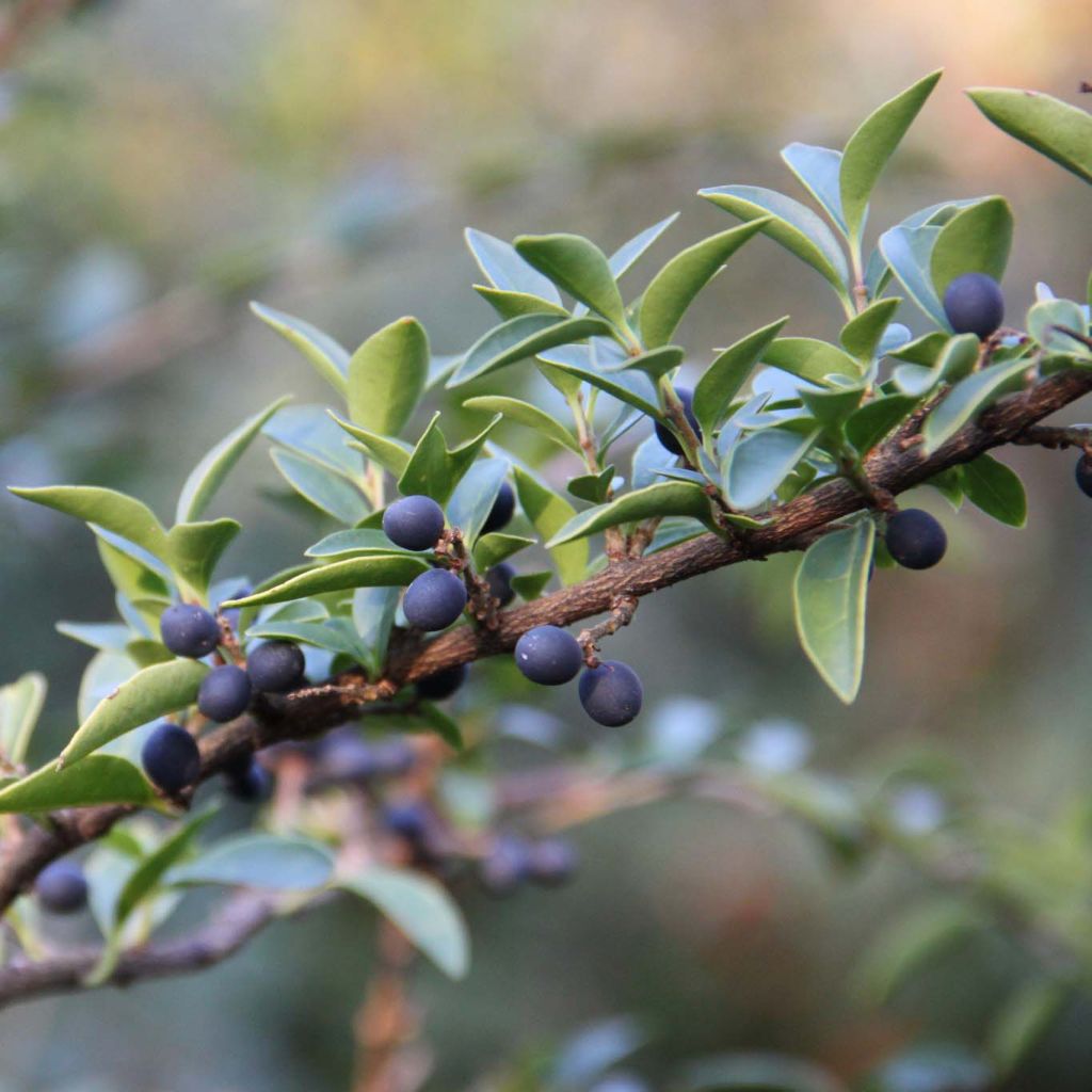 Troène - Ligustrum delavayanum