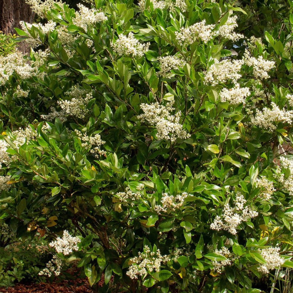 Ligustrum japonicum Korean Dwarf - Ligustro giapponese