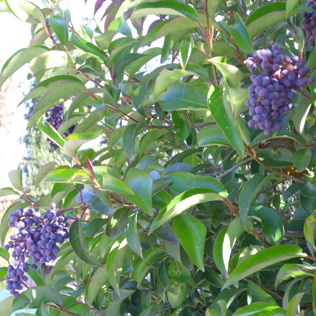 Troène de Chine - Ligustrum lucidum