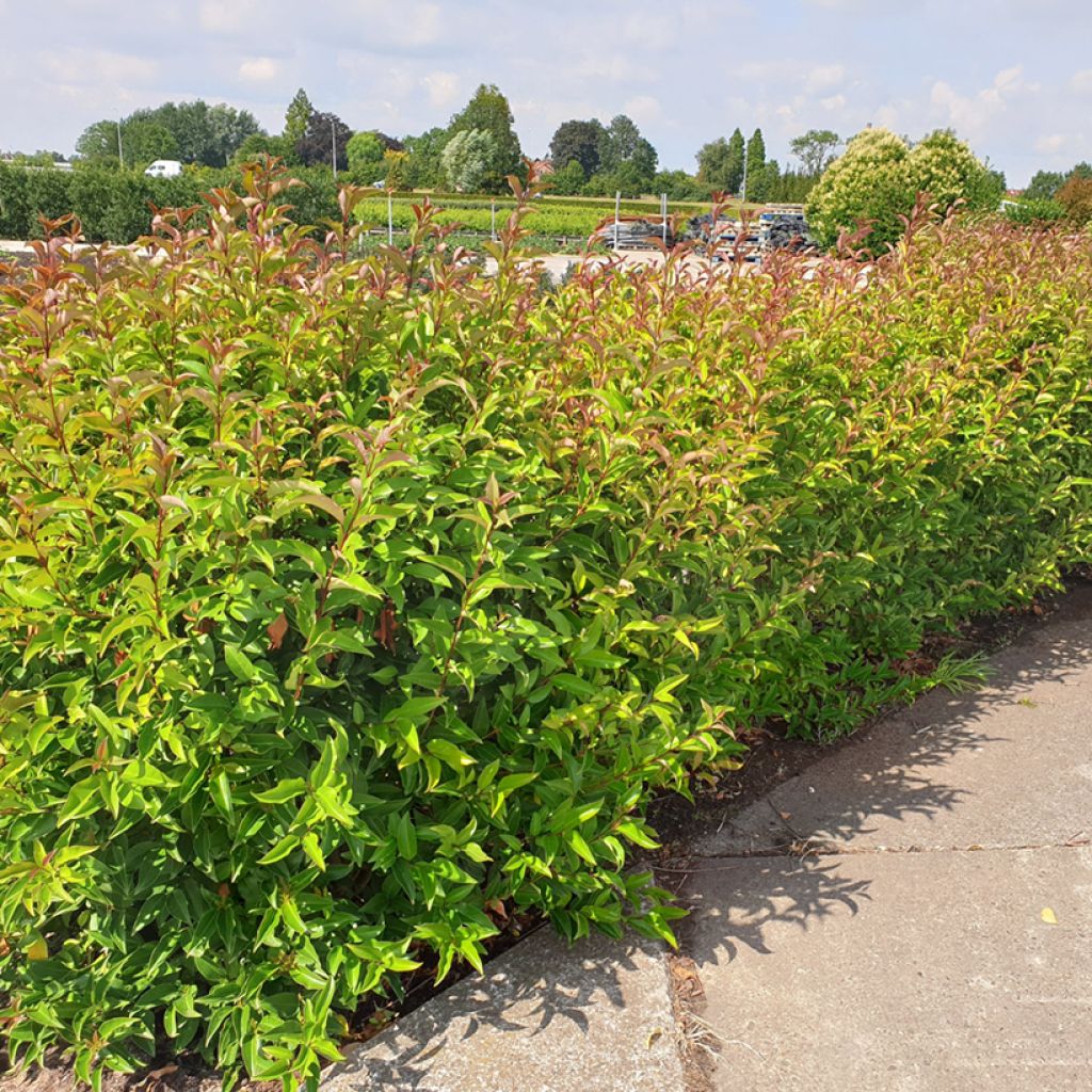 Ligustrum lucidum Green Screen - Ligustro lucido