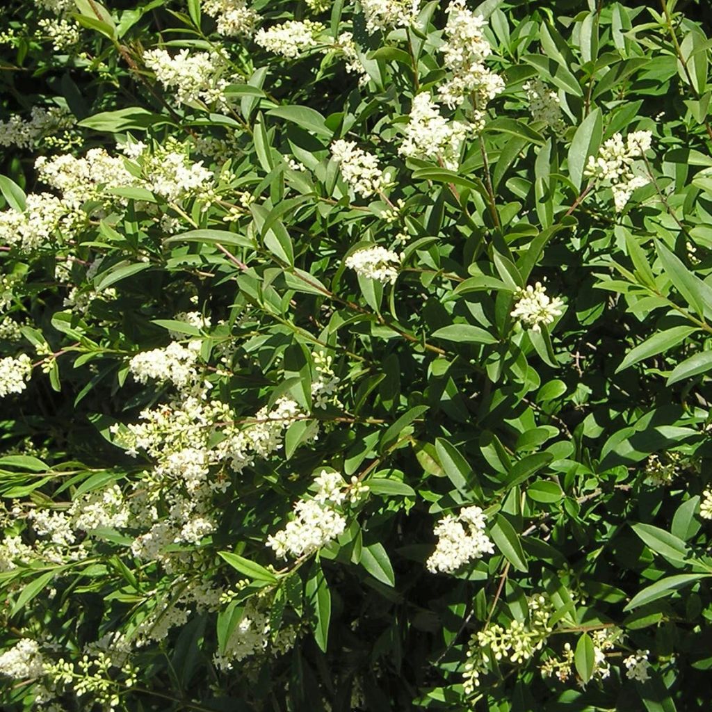 Troène Commun - Ligustrum vulgare Lodense