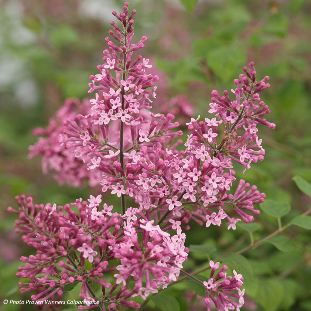 Syringa Pink Perfume - Lillà