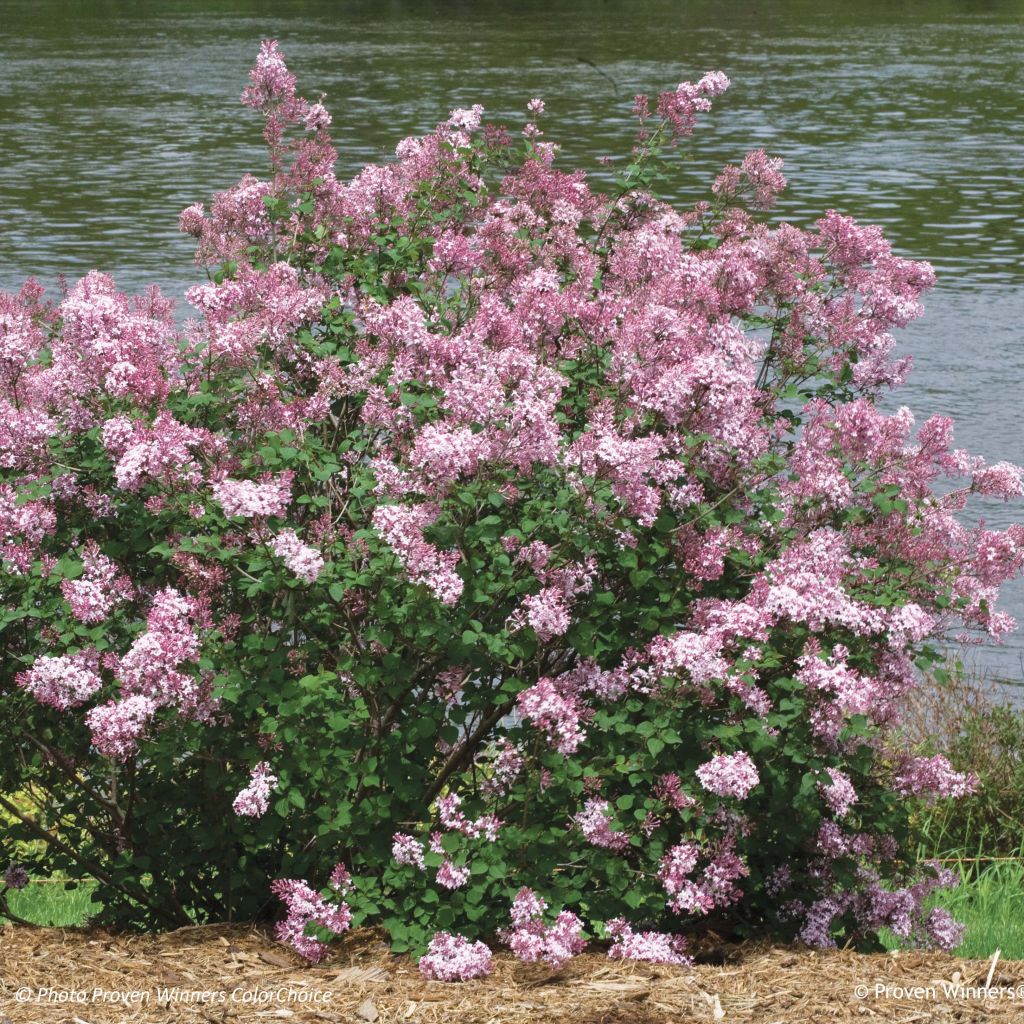 Syringa Pink Perfume - Lillà