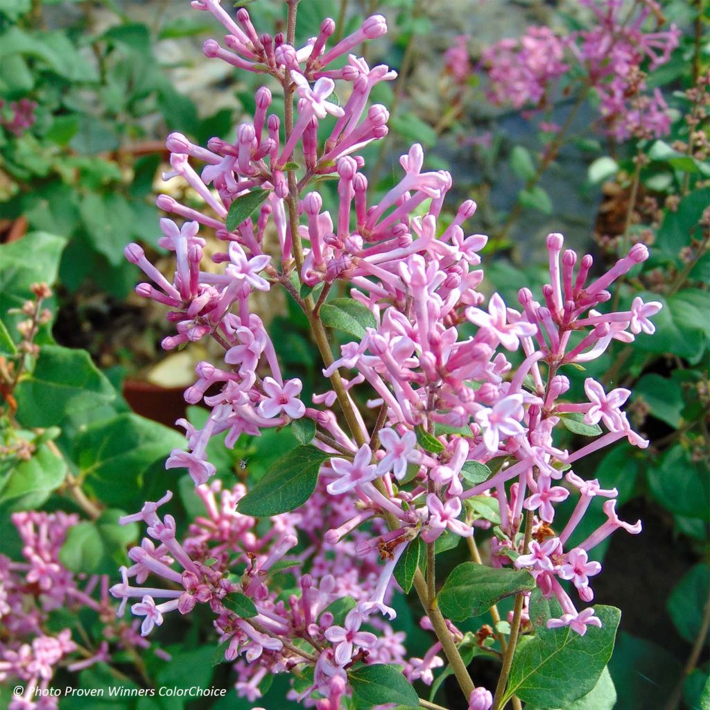 Syringa Pink Perfume - Lillà