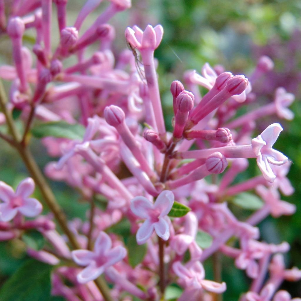 Syringa Pink Perfume - Lillà