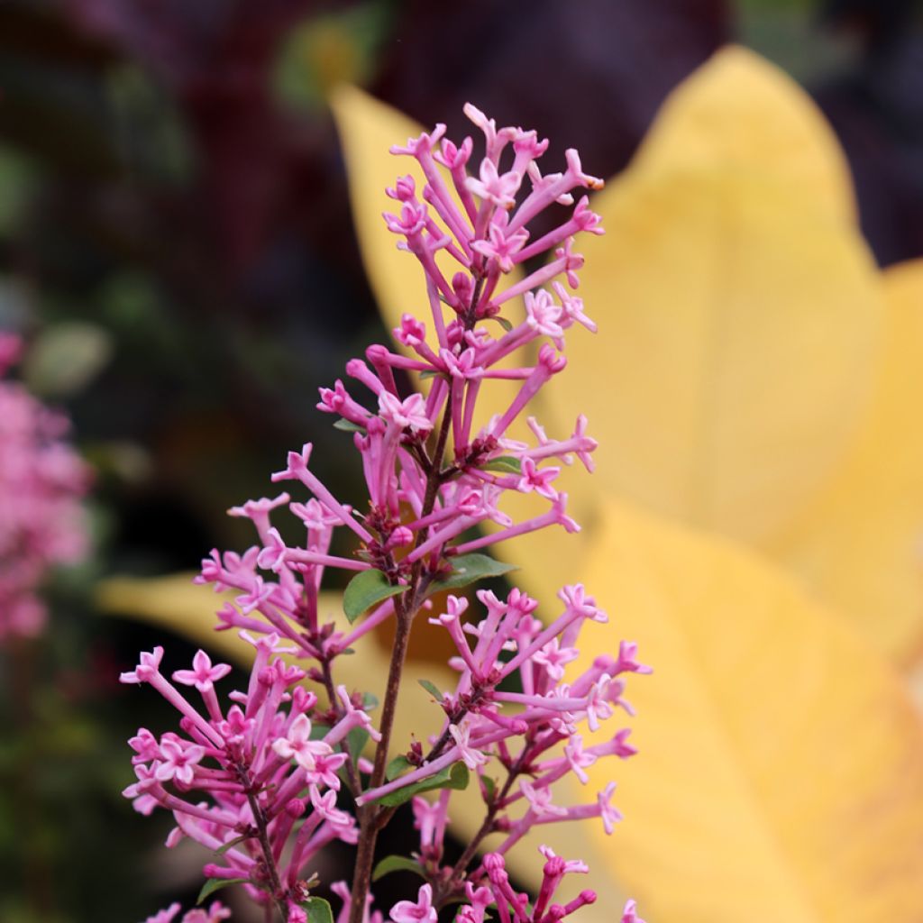 Syringa Pink Perfume - Lillà