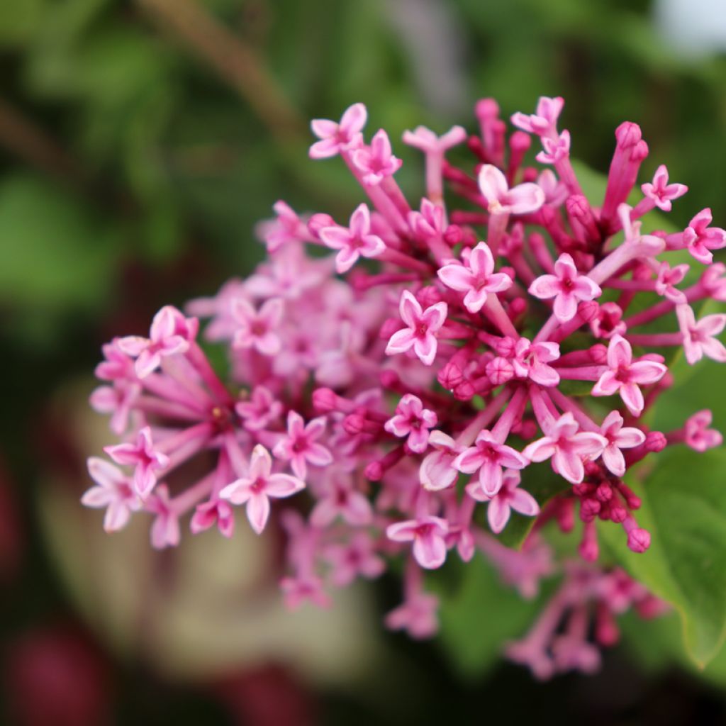 Syringa Pink Perfume - Lillà