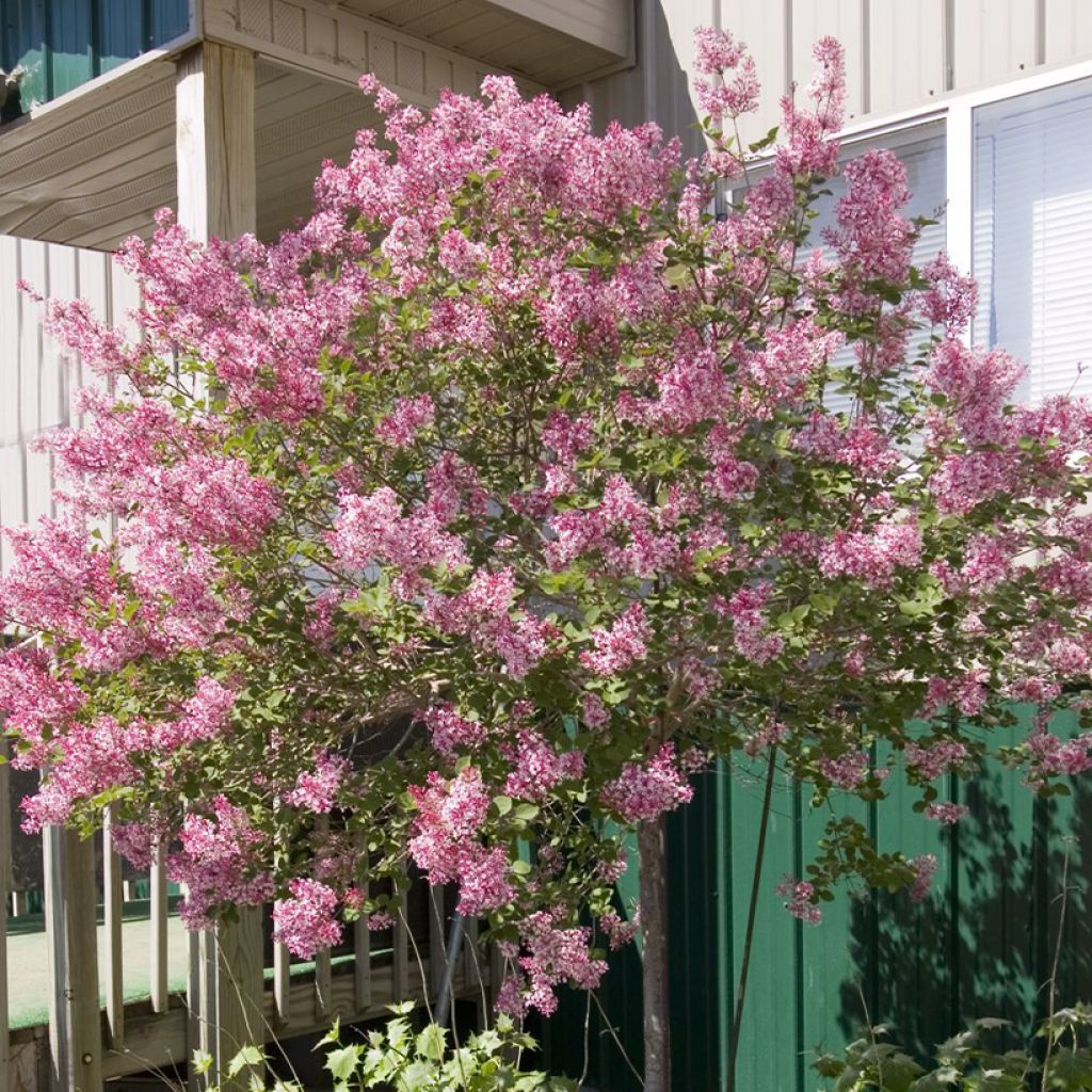 Syringa Tinkerbelle - Lillà