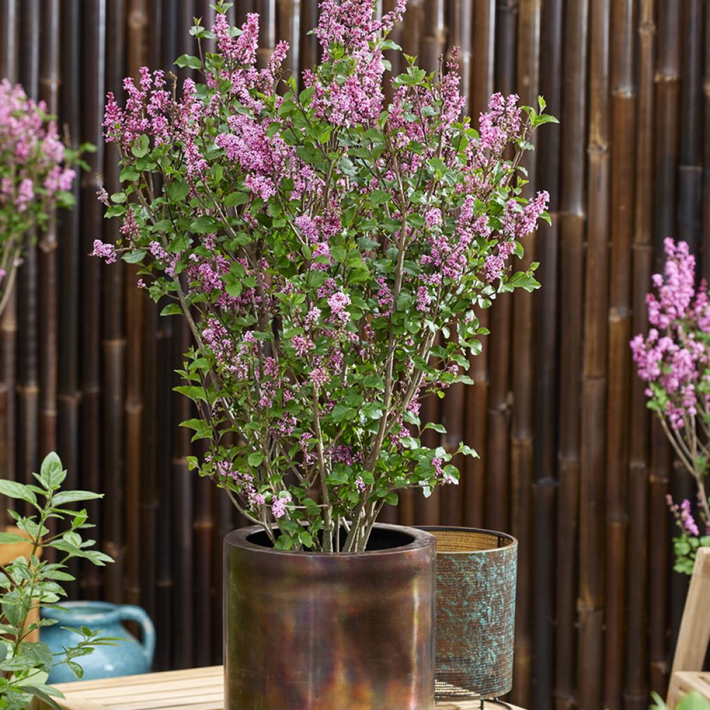 Syringa meyeri Little Rosie - Lillà nano