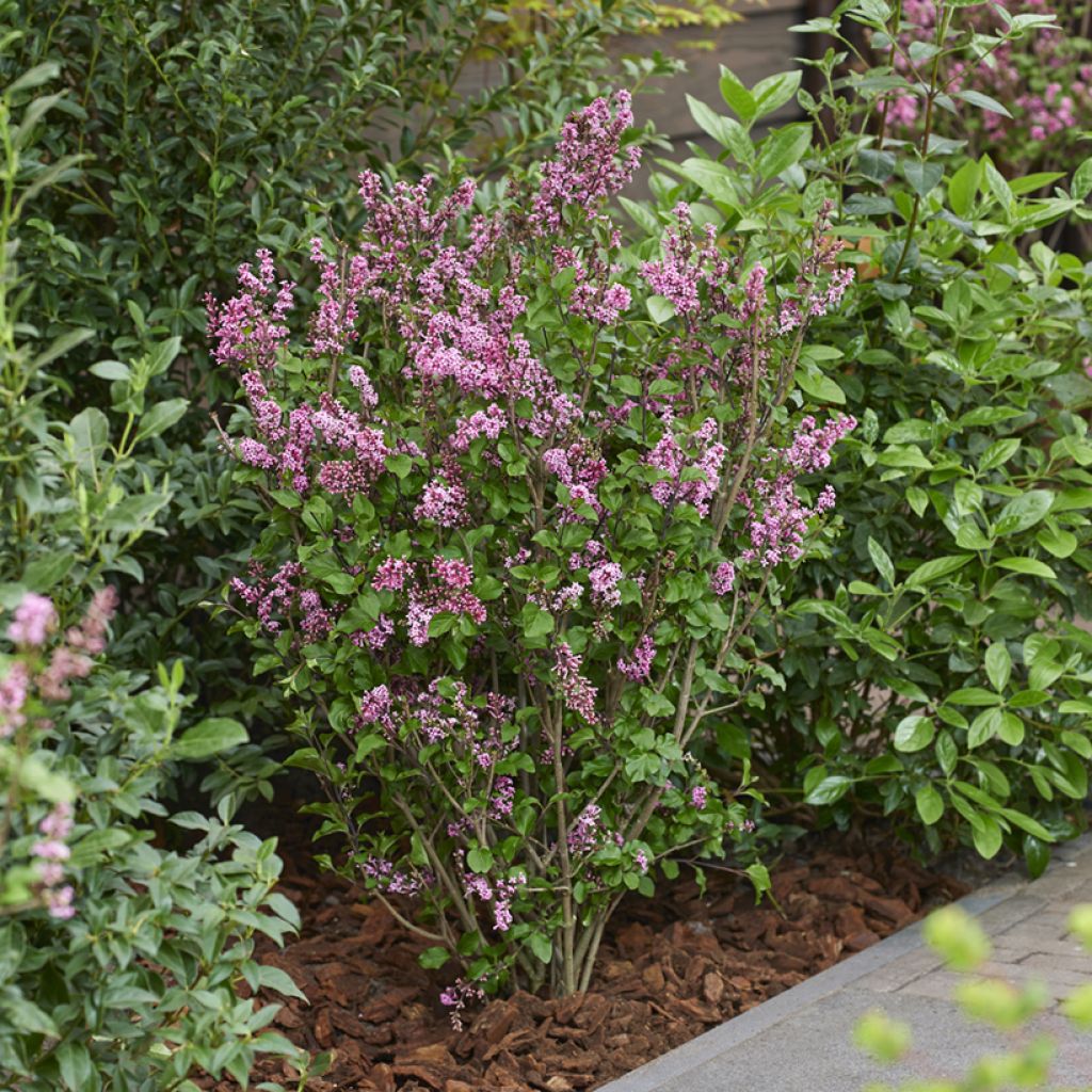 Syringa meyeri Little Rosie - Lillà nano