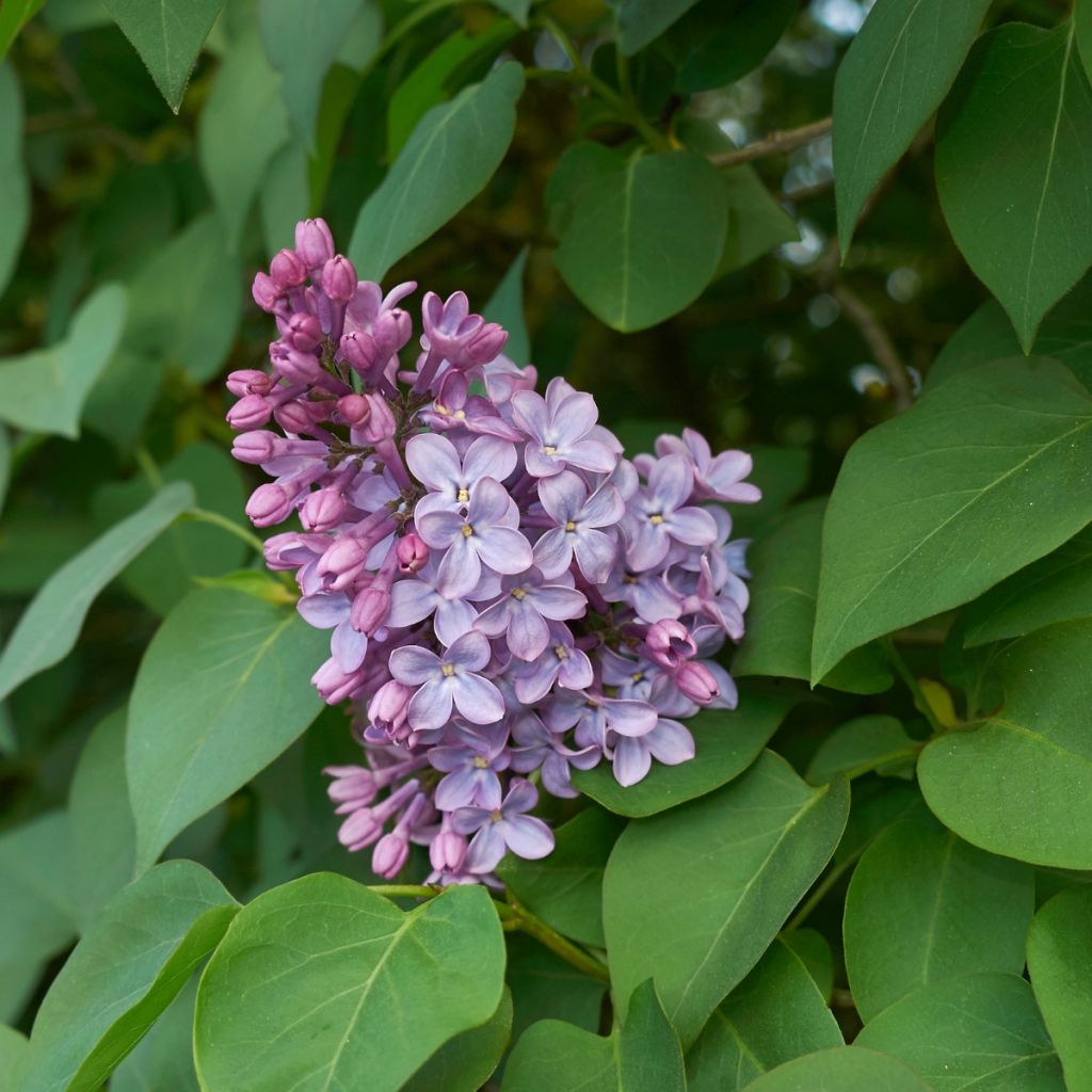 Syringa vulgaris - Lillà comune