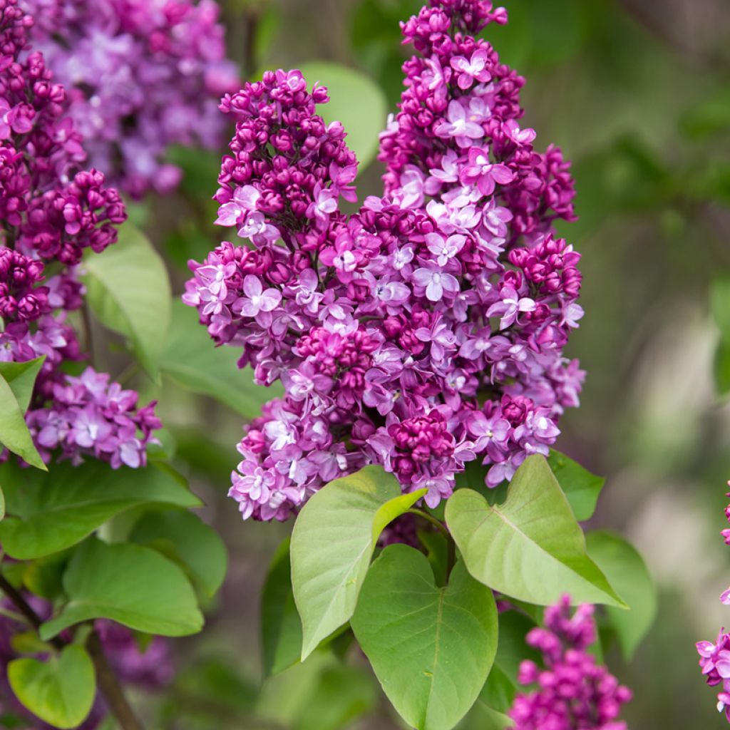 Syringa Virtual Violet - Lillà