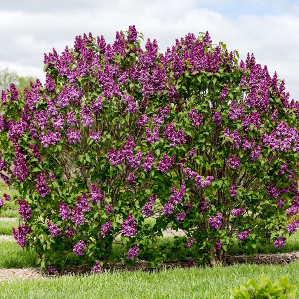 Syringa Virtual Violet - Lillà