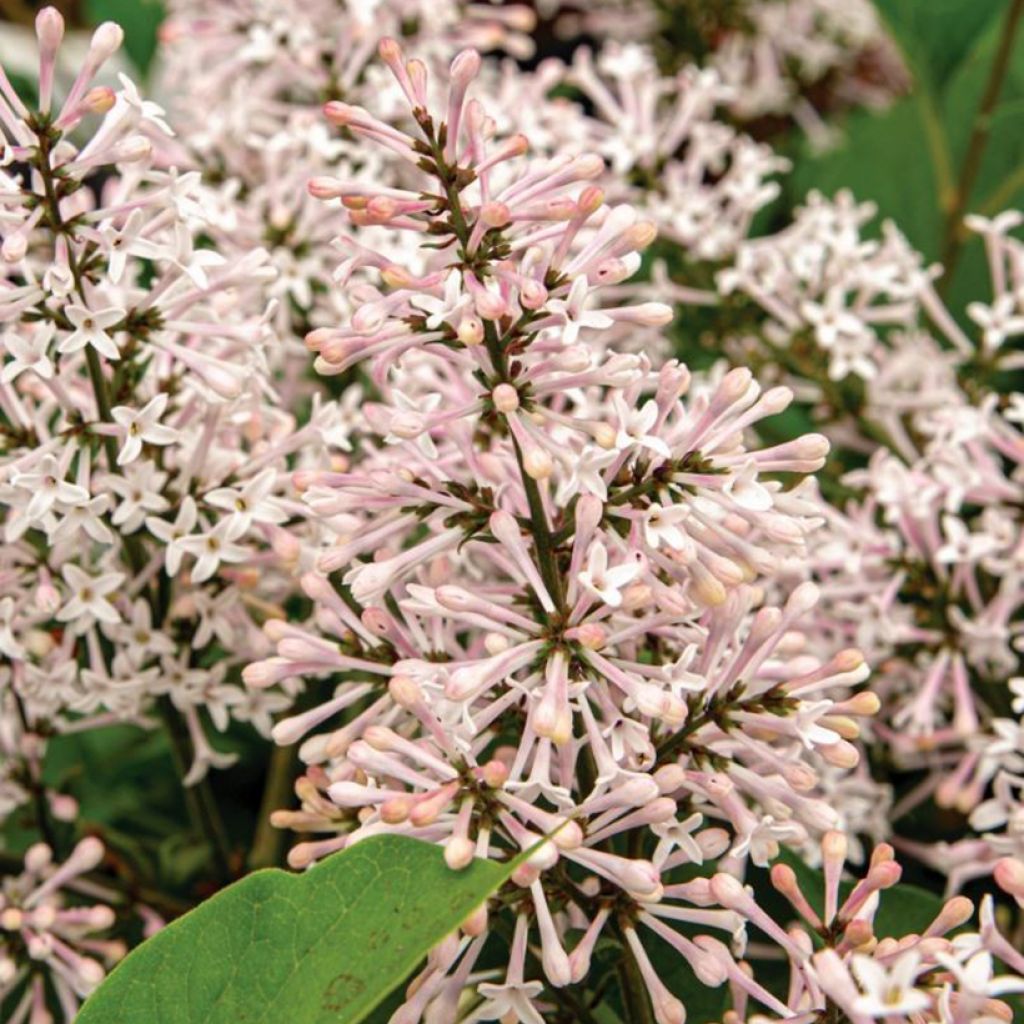 Syringa patula Dream Cloud - Lillà