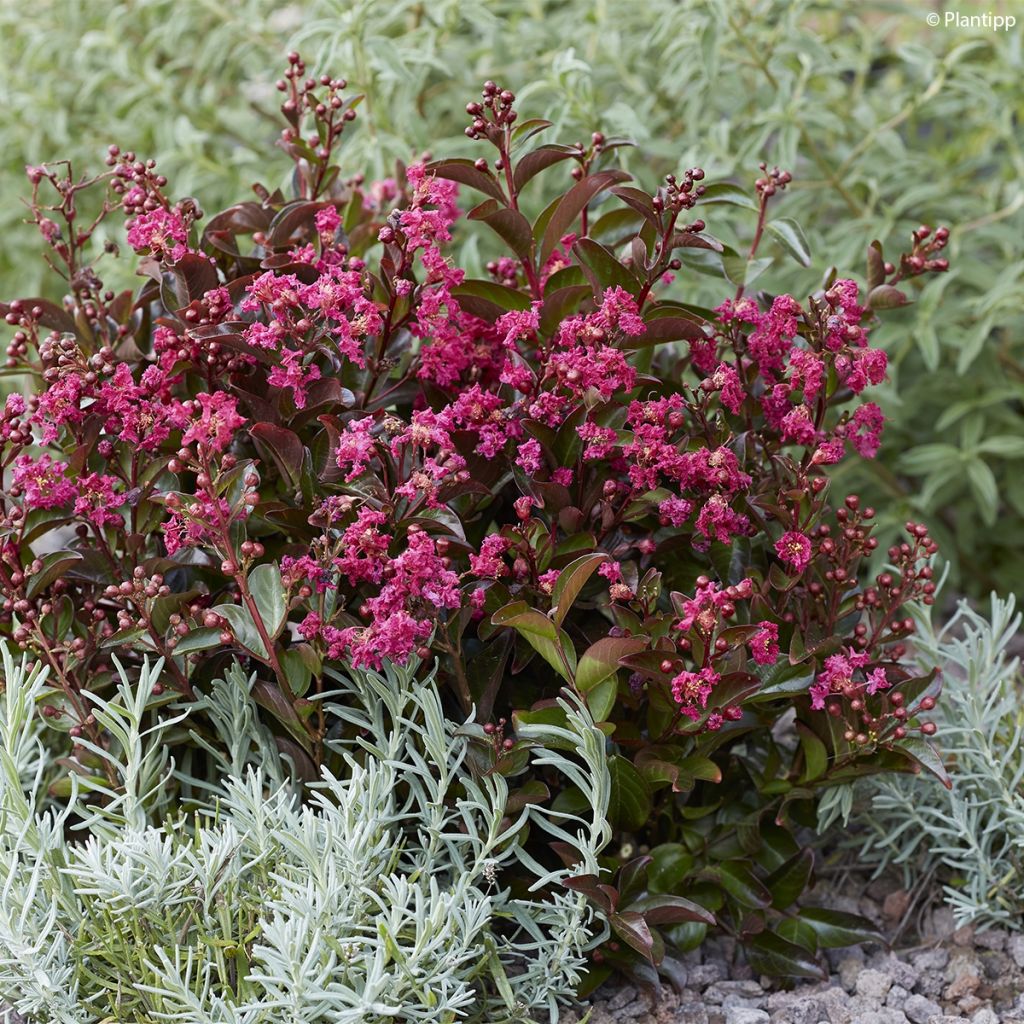 Lagerstroemia Berry Dazzle - Mirto crespo