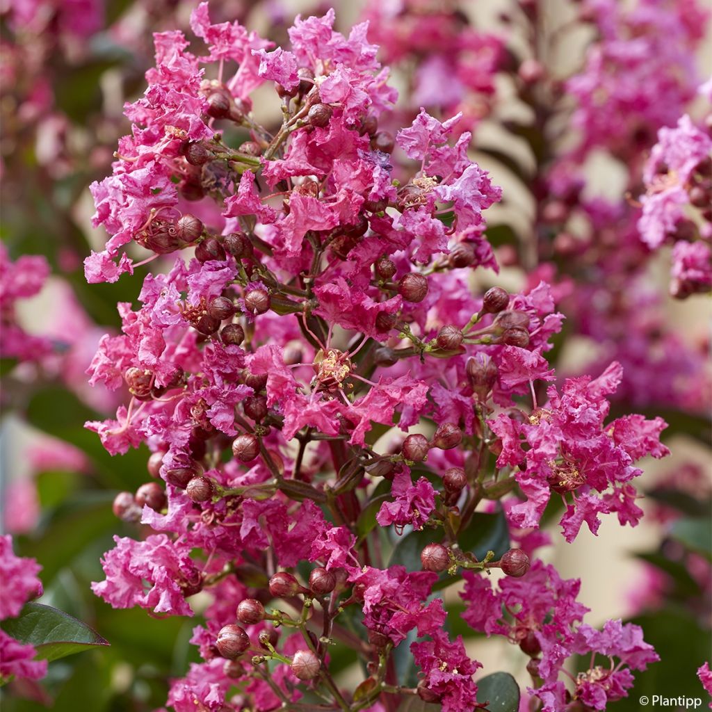 Lagerstroemia Berry Dazzle - Mirto crespo