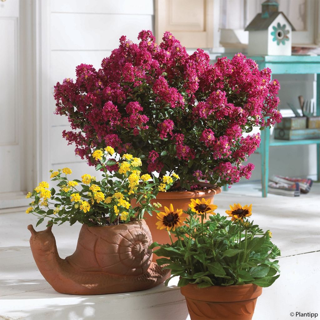 Lagerstroemia Berry Dazzle - Mirto crespo