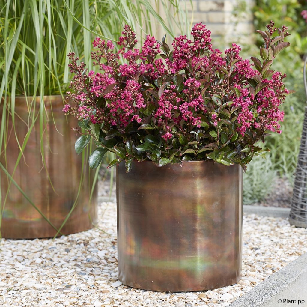 Lagerstroemia Berry Dazzle - Mirto crespo