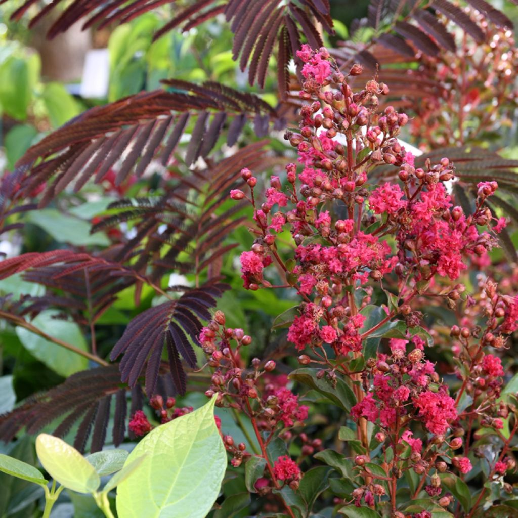 Lagerstroemia Berry Dazzle - Mirto crespo