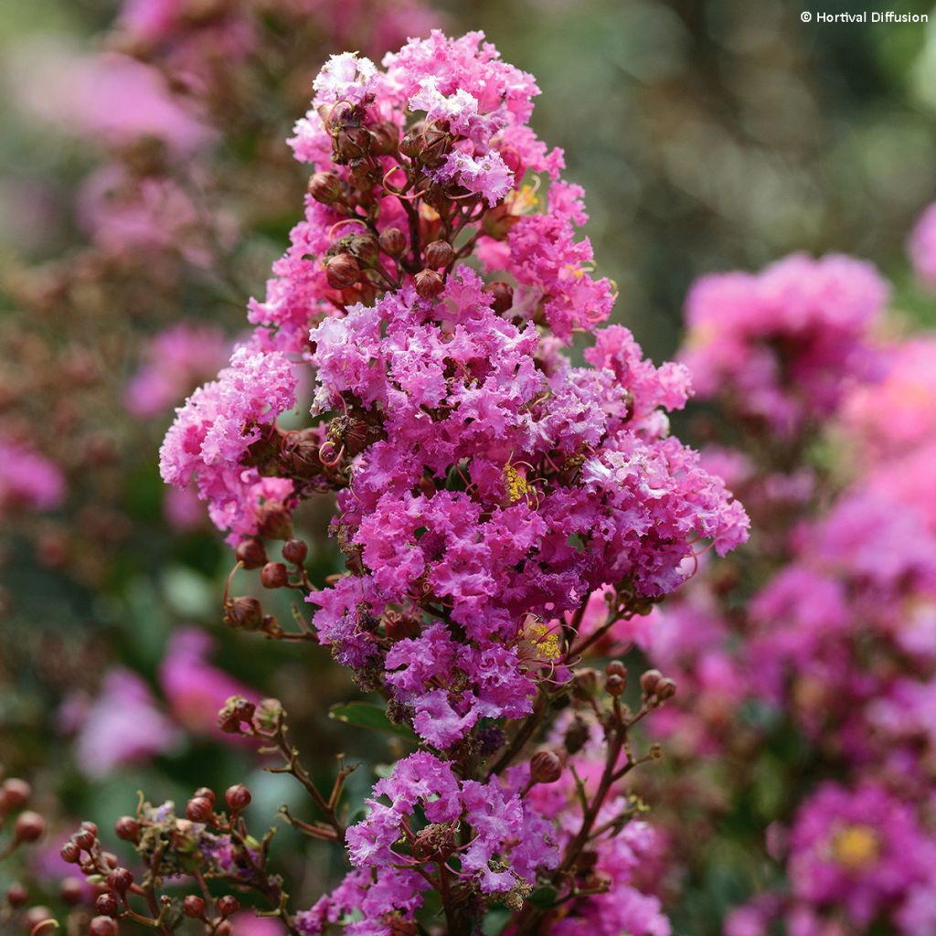 Lagerstroemia Enduring Lavender - Mirto crespo