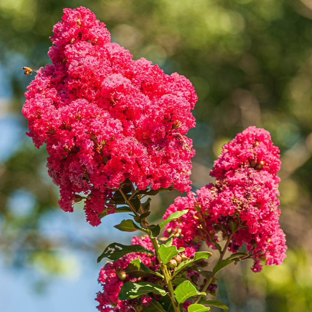 Lagerstroemia Enduring Red - Mirto crespo