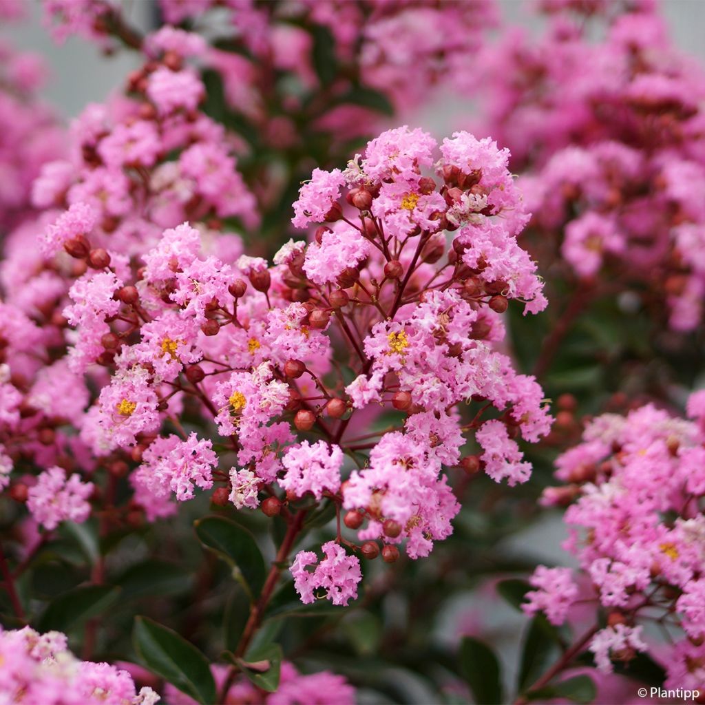 Lagerstroemia Eveline - Mirto crespo