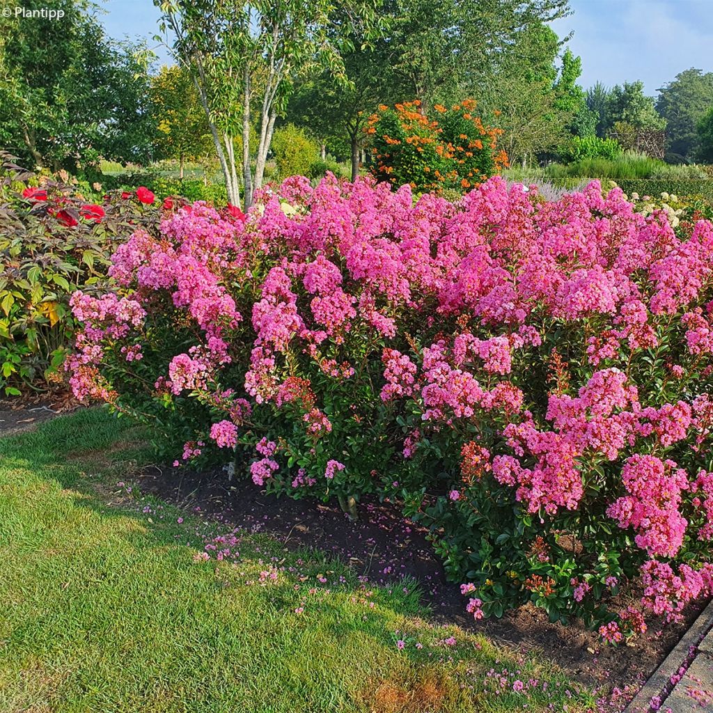 Lagerstroemia Eveline - Mirto crespo