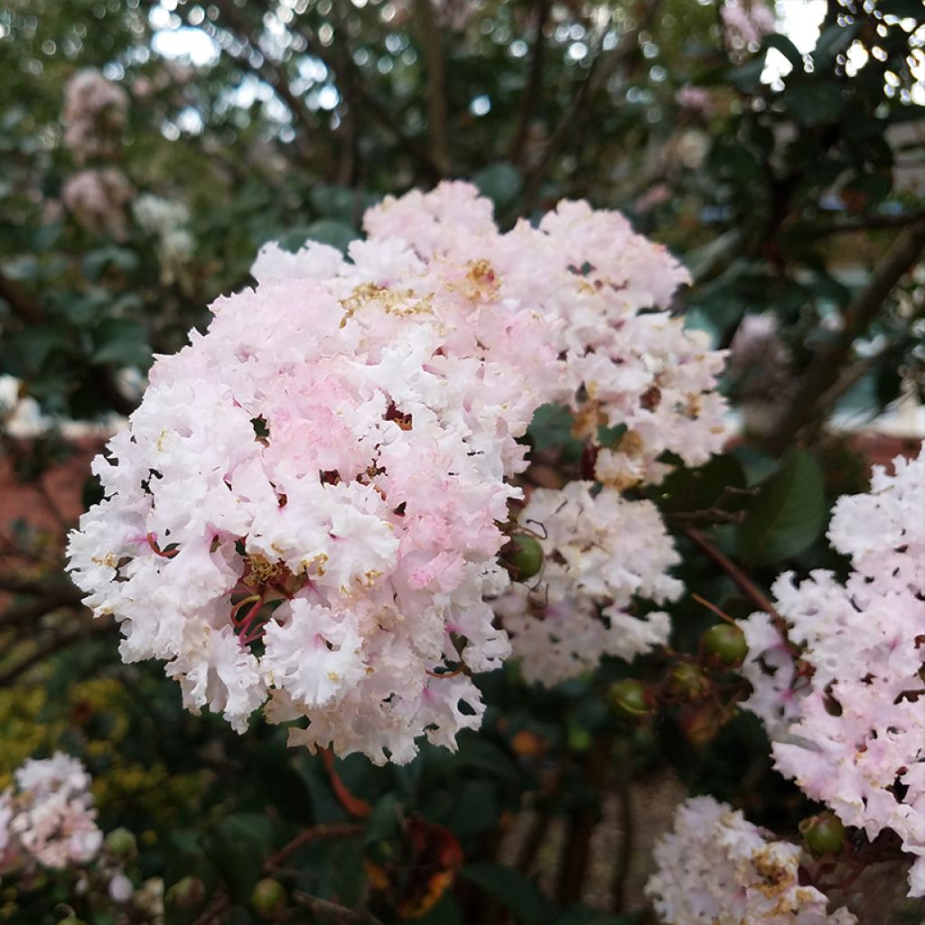 Lilas des Indes - Lagerstroemia indica La Fayette