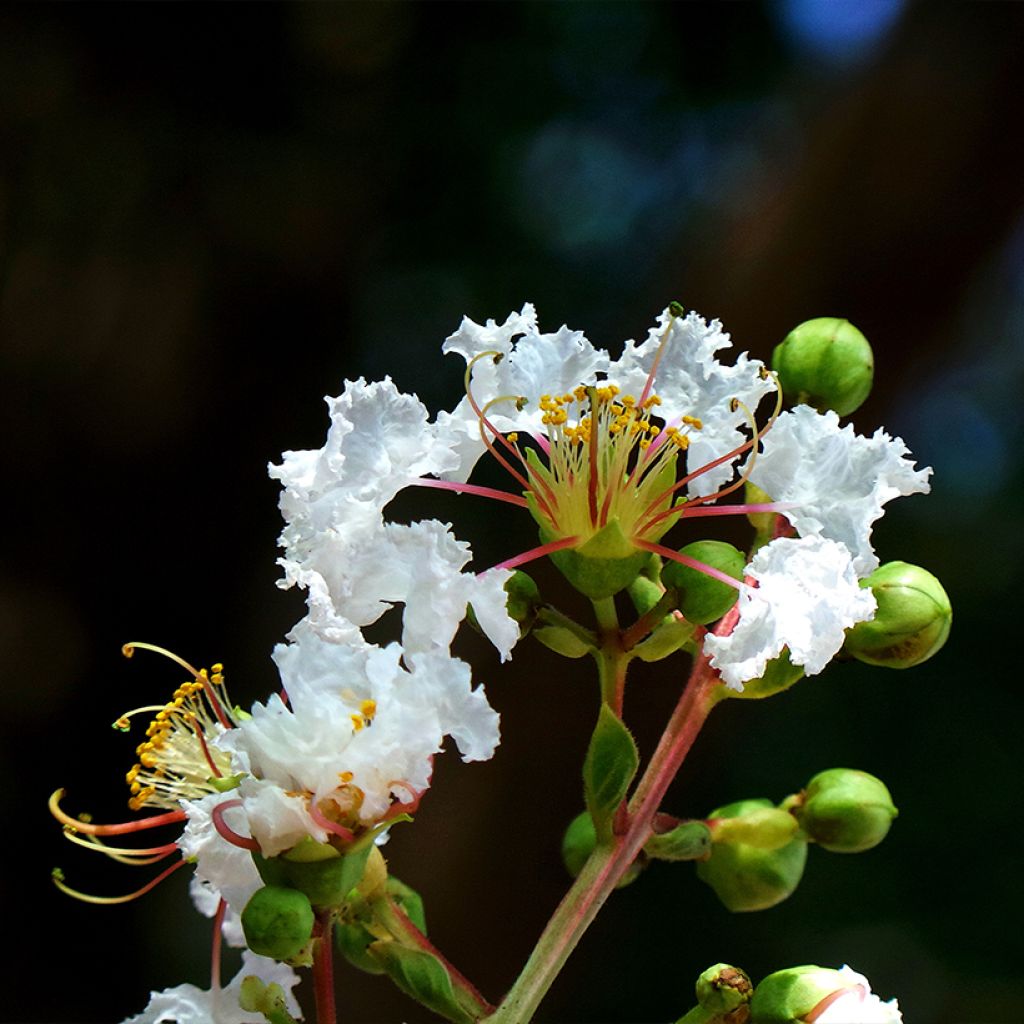 Lagerstroemia White Chocolate - Mirto crespo