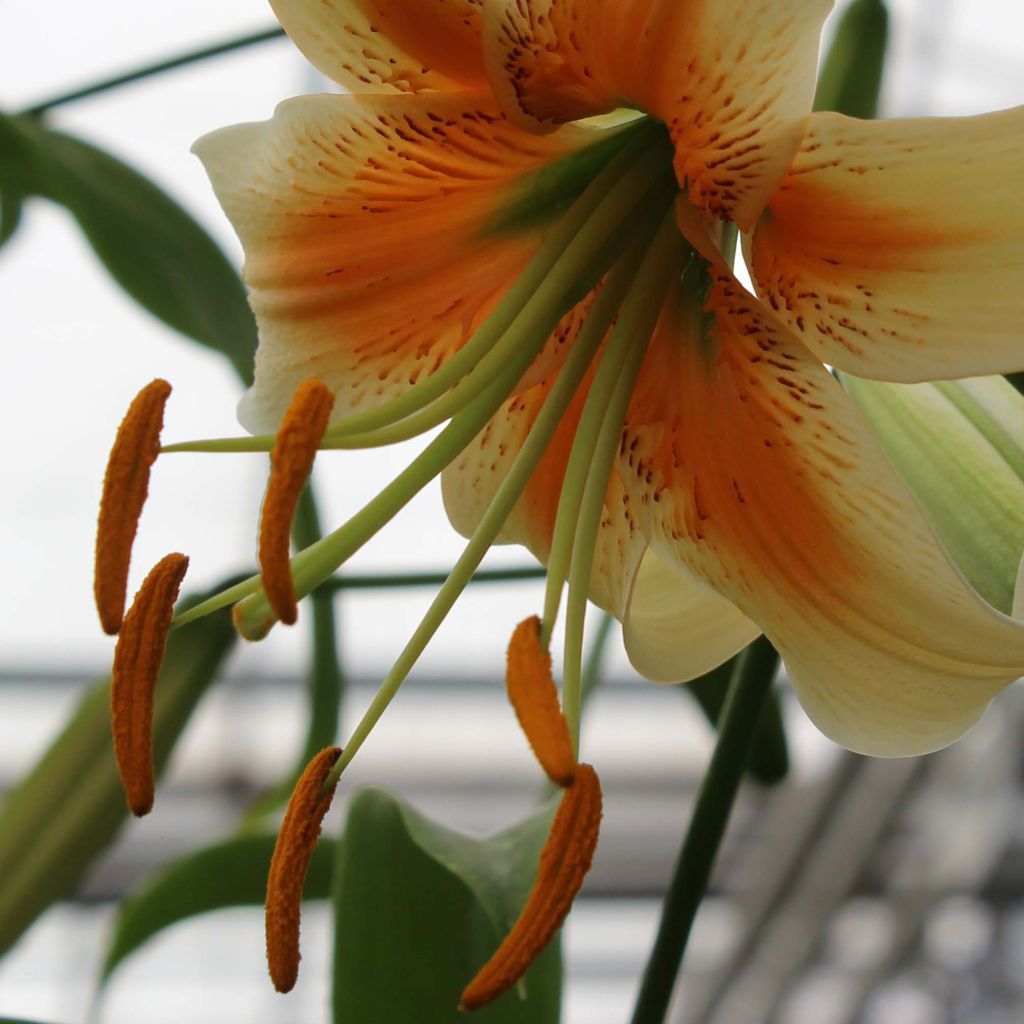 Lilium henryi Lady Alice - Giglio ibrido