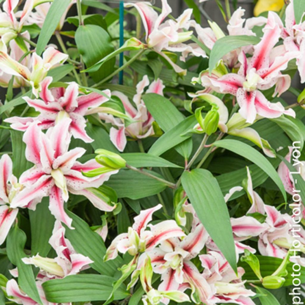 Lilium Magic Star - Lis Groupe oriental double