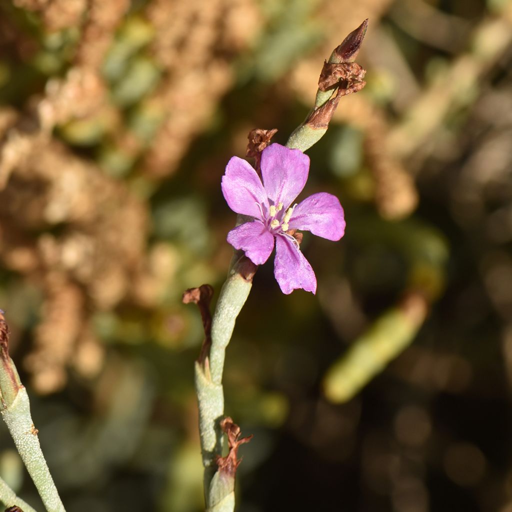 Limoniastrum monopetalum