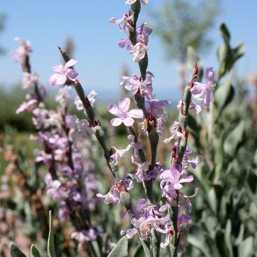 Limoniastrum monopetalum