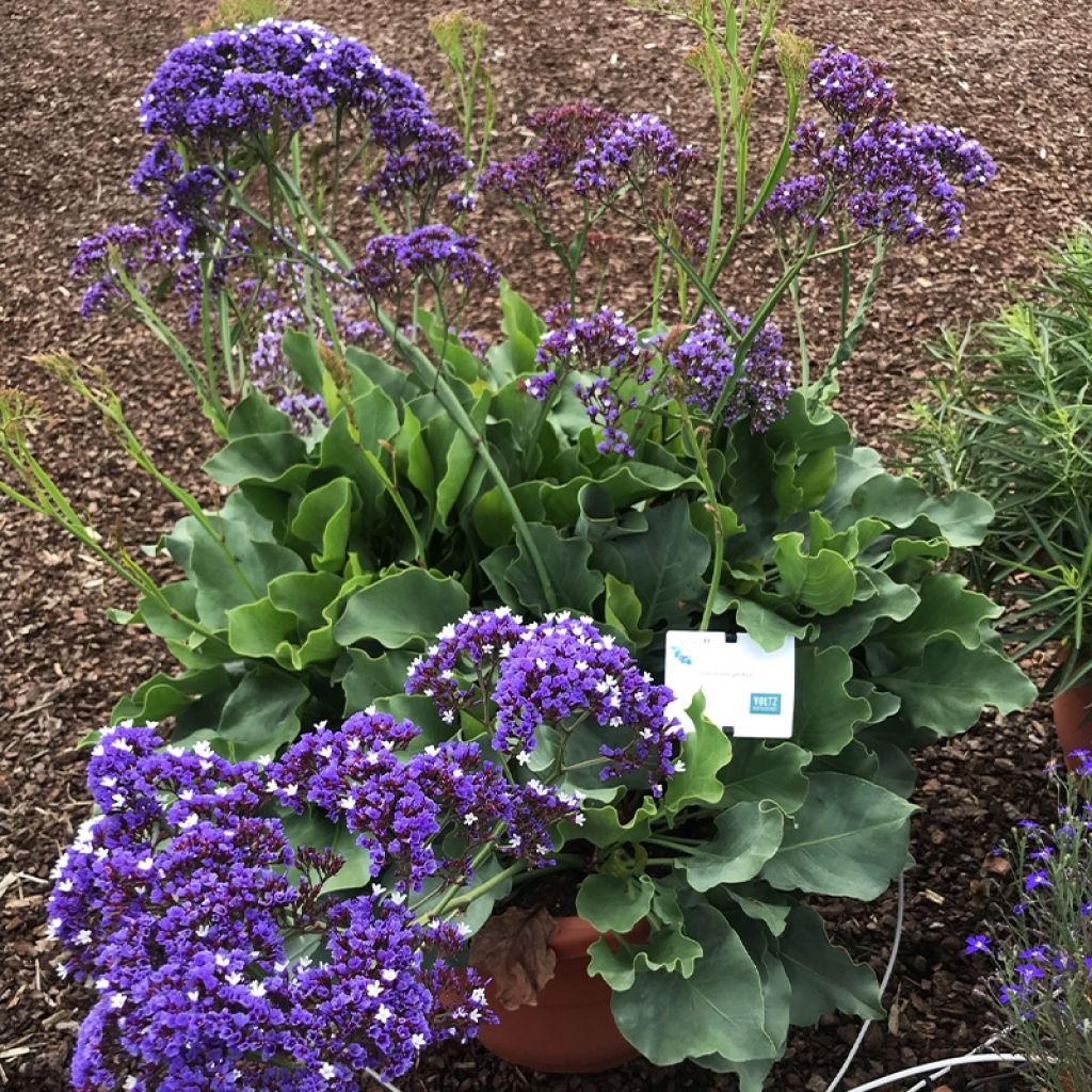 Limonium perezii - Statice des Canaries