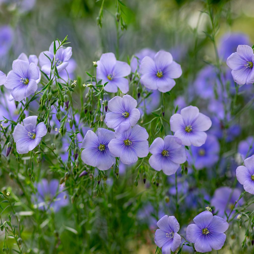 Linum usitatissimum - Lino comune