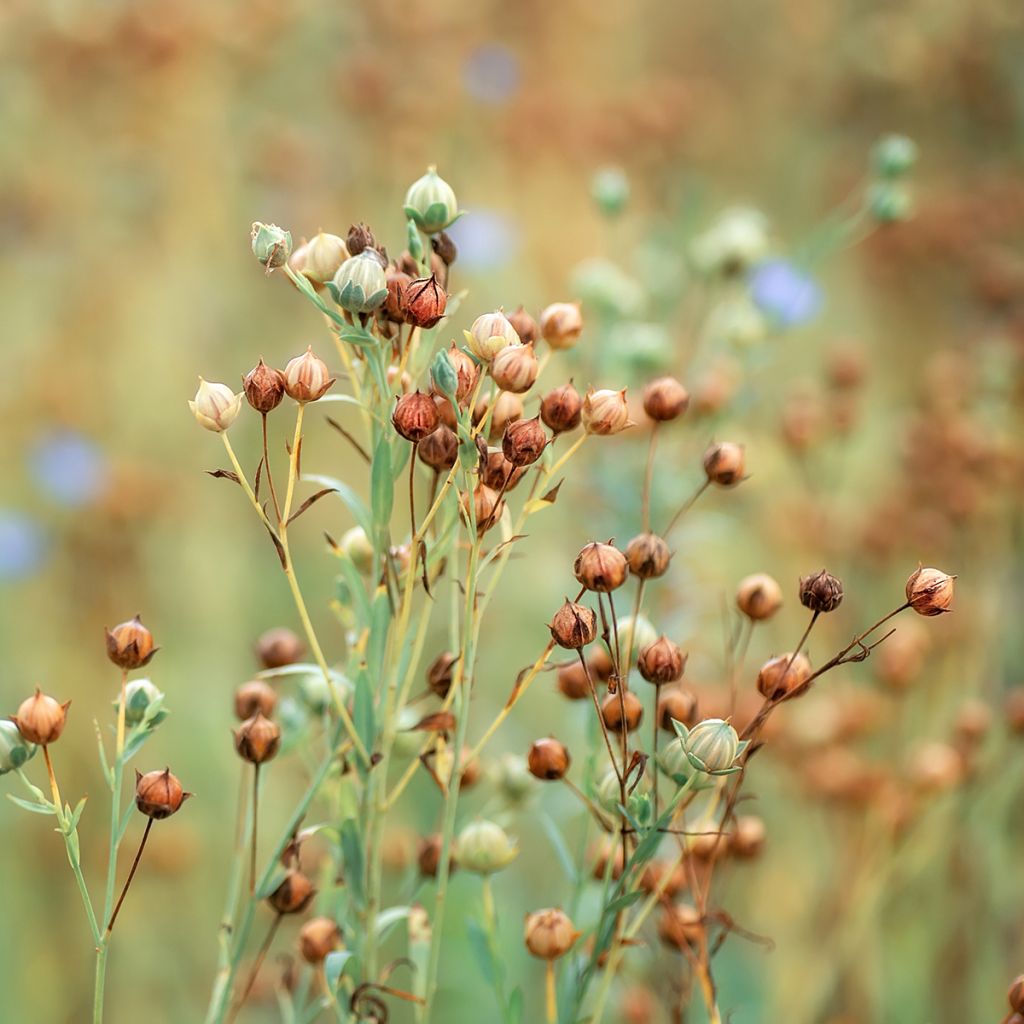 Linum usitatissimum - Lino comune