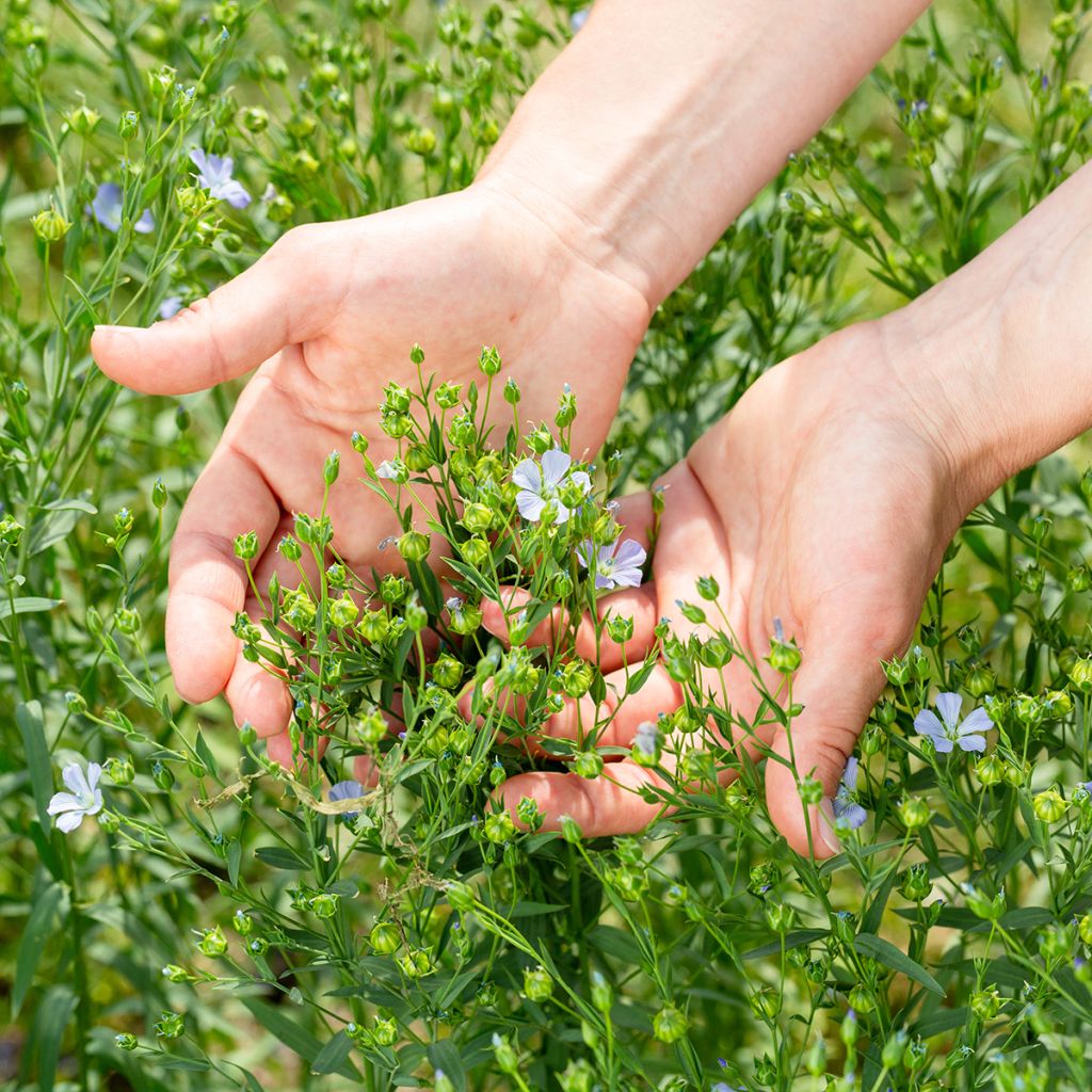 Linum usitatissimum - Lino comune