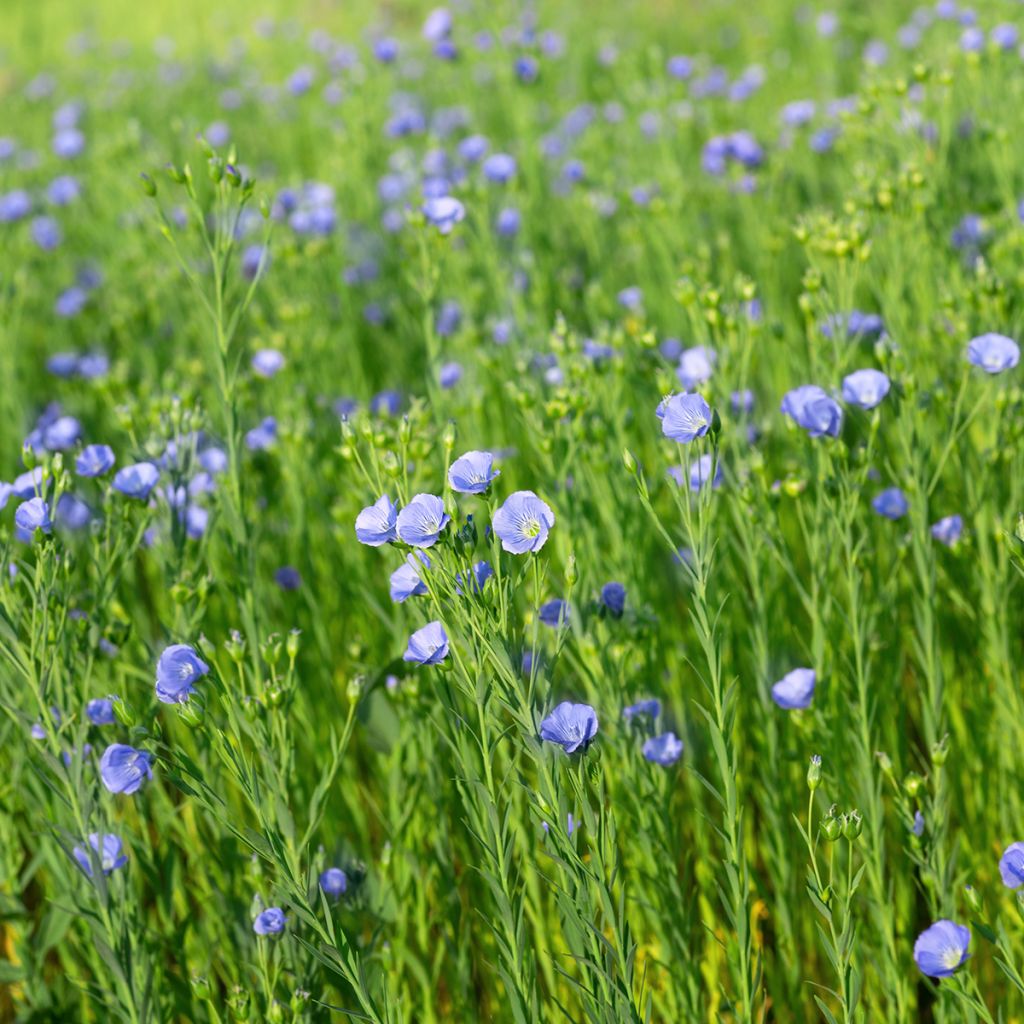 Linum usitatissimum - Lino comune