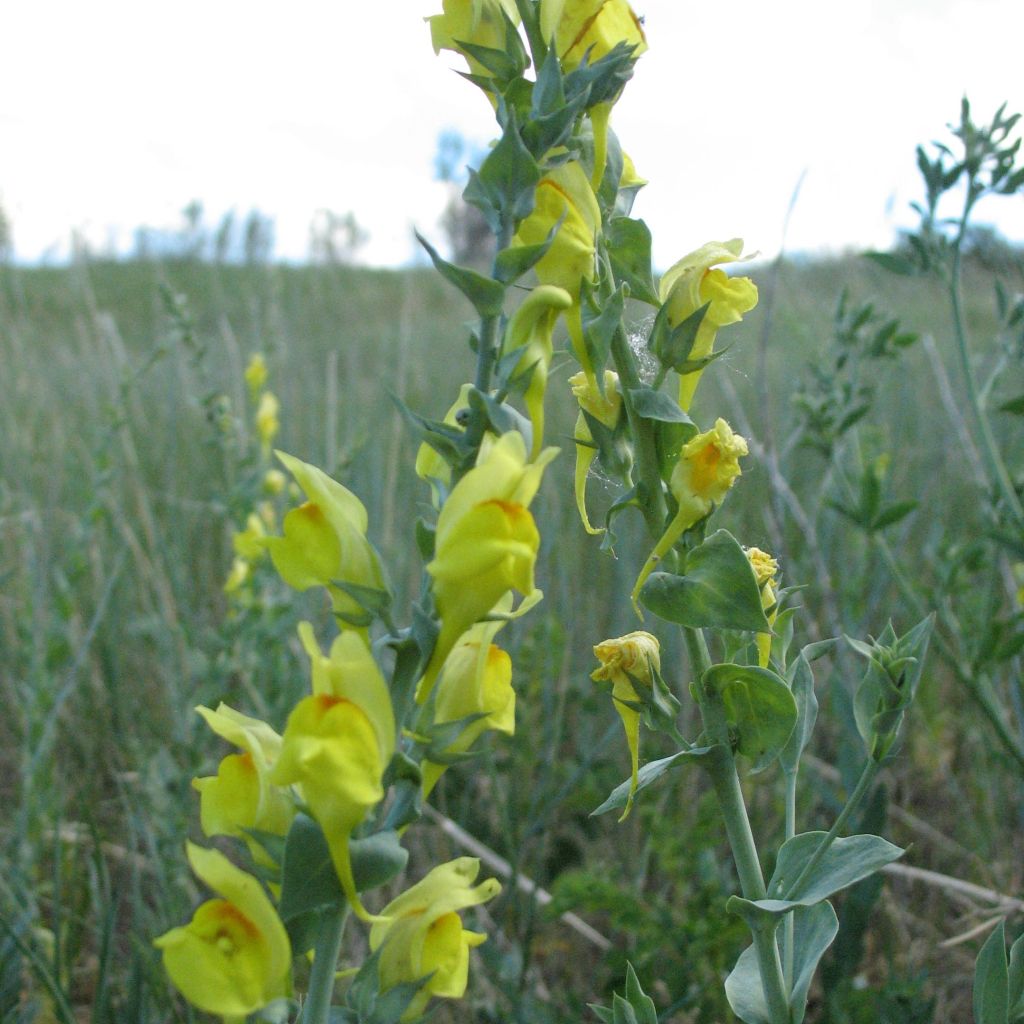 Linaria dalmatica, Linaire