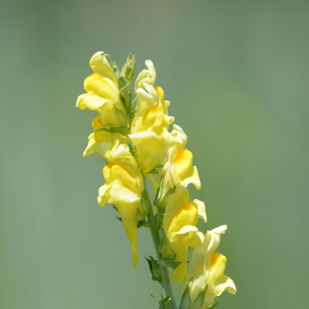 Linaria dalmatica - Linaria di Dalmazia