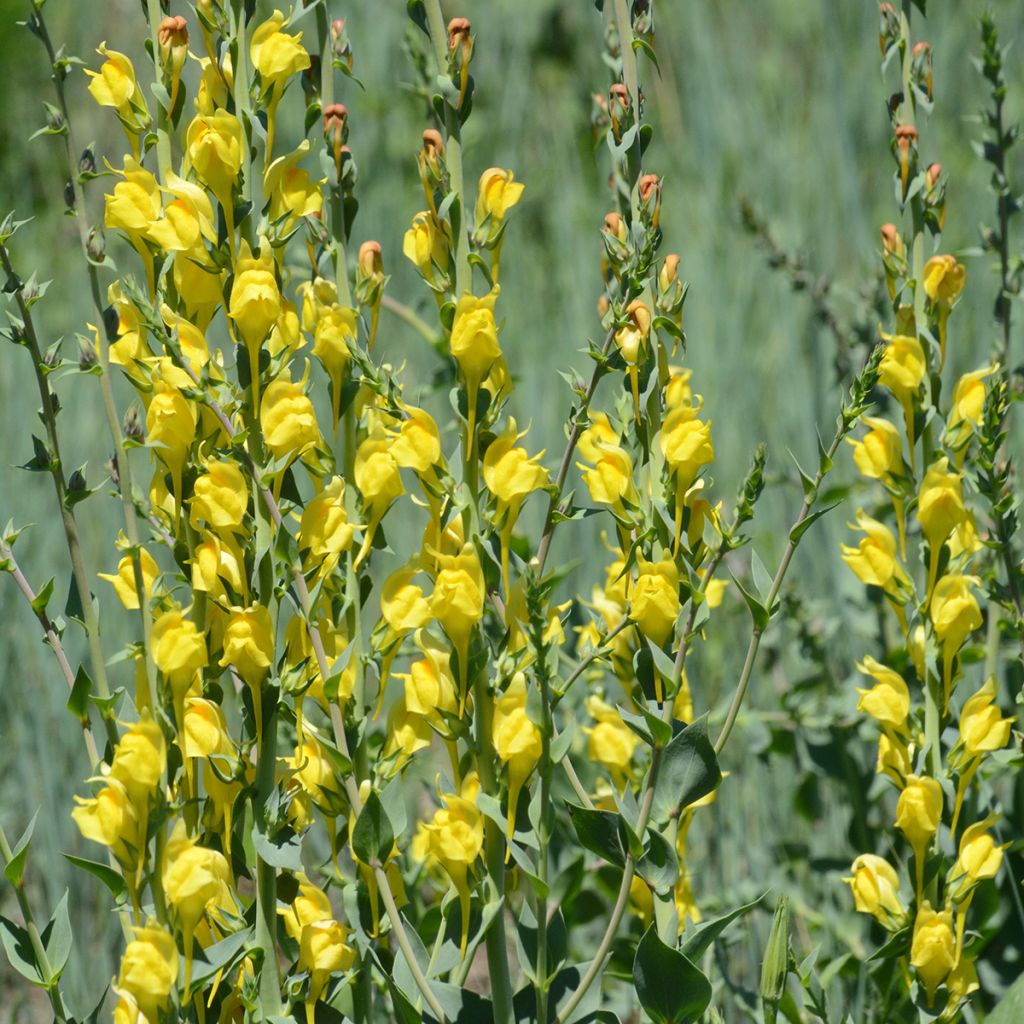 Linaria dalmatica - Linaria di Dalmazia