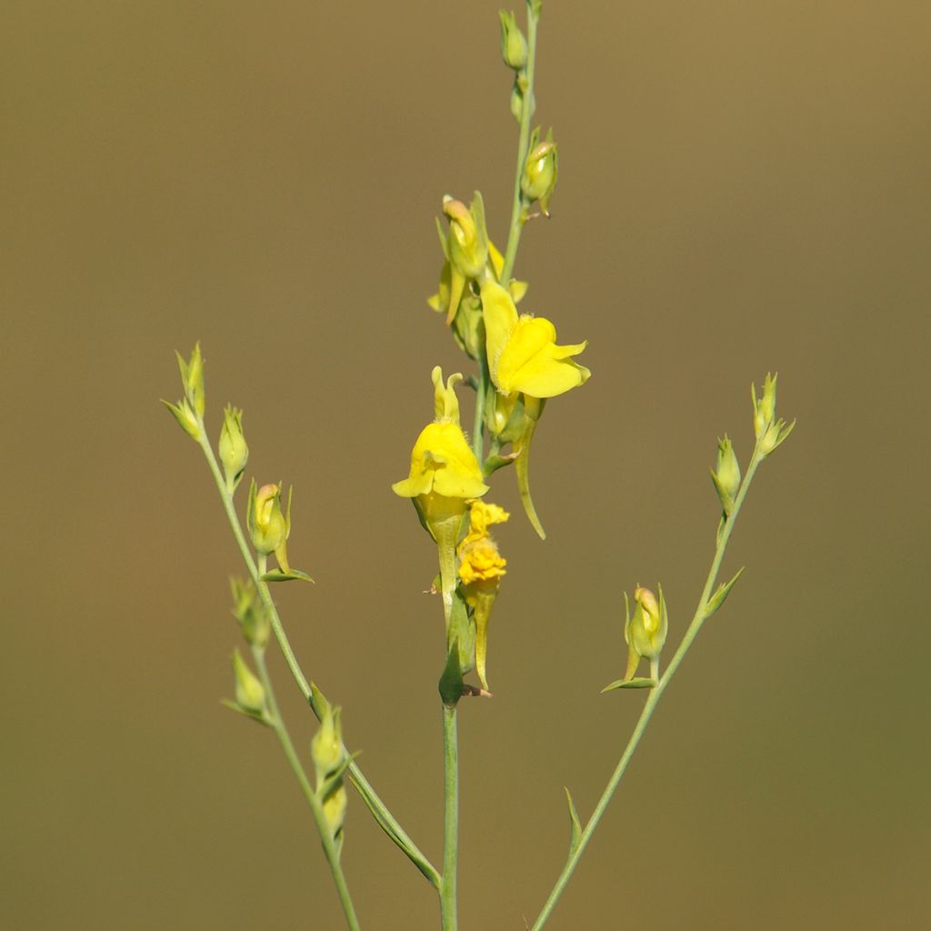 Linaria dalmatica - Linaria di Dalmazia