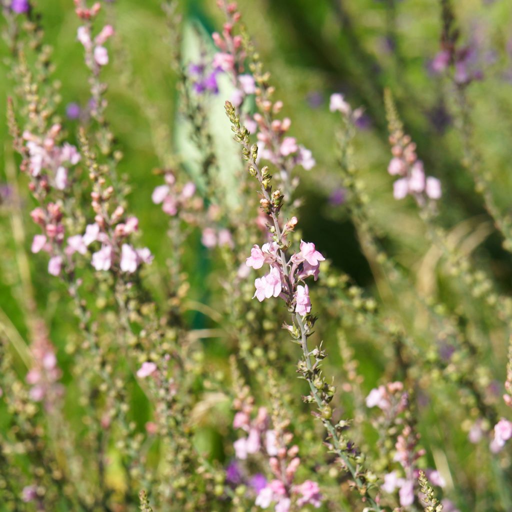 Linaria purpurea Canon J. Went