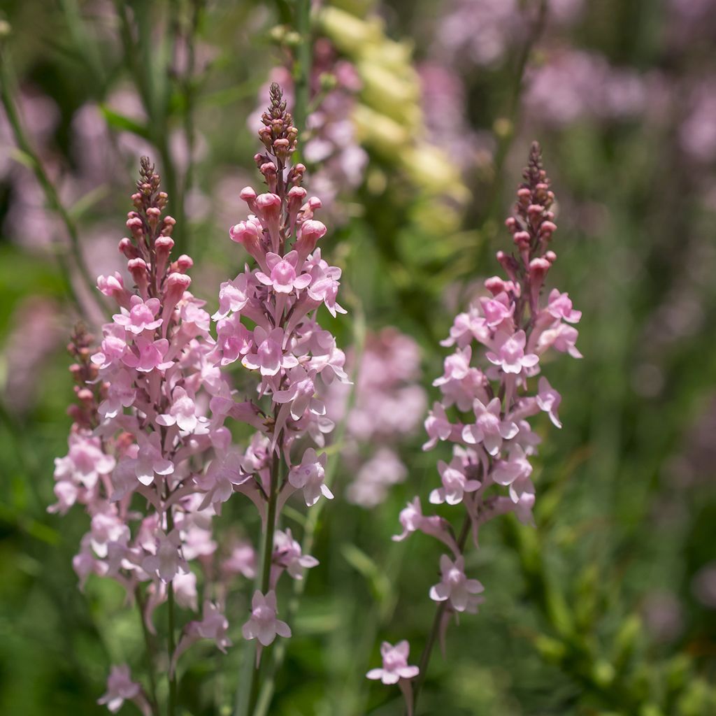 Linaria purpurea Canon J. Went