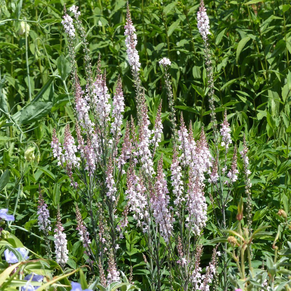 Linaria purpurea Canon J. Went